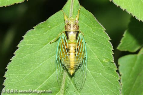 蟬在窗戶|香港蟲誌 Insects Hong Kong: 018 ｜噤若寒